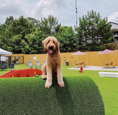 Good Dog Bar & Dog Park - Auburn photo 1